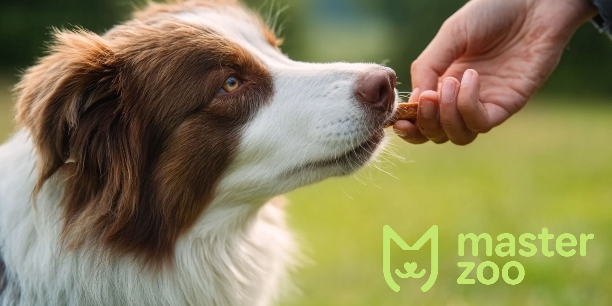 ласощі для собаки  | MasterZoo