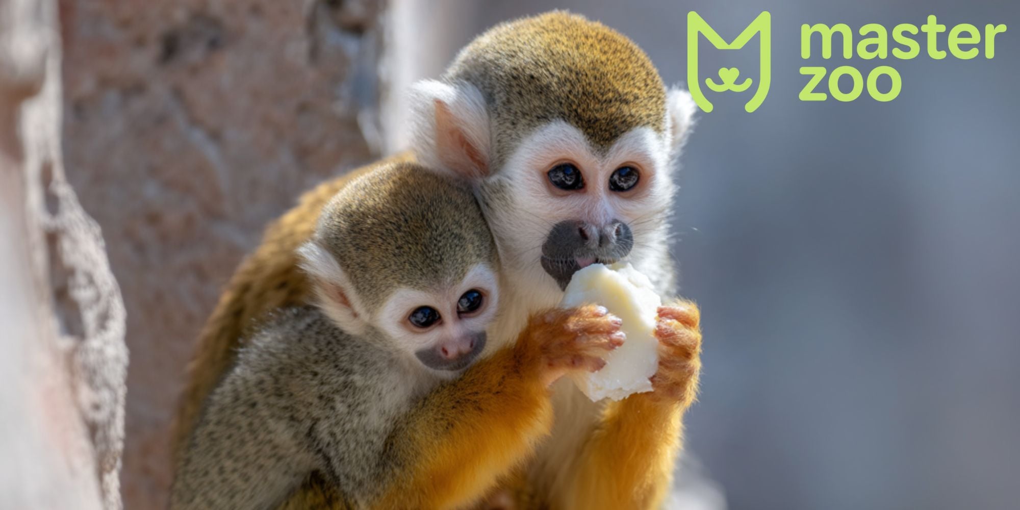 як доглядати за мавпою вдома | MasterZoo