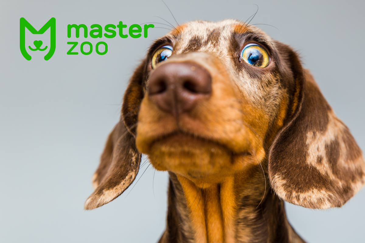 Собачки | Зоомагазин MasterZoo